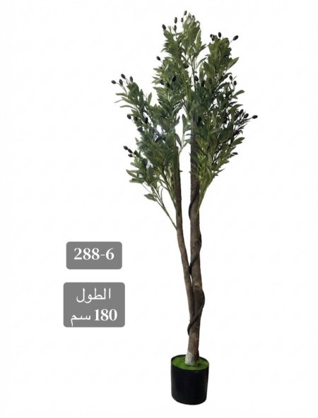 شجرة زيتون