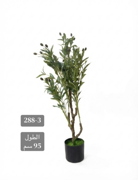 شجرة زيتون
