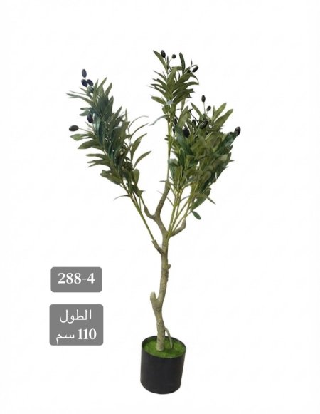 شجرة زيتون