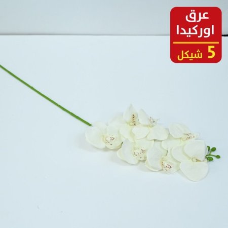 عرق اوركيدا